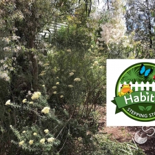 Habitat Stepping stones program
